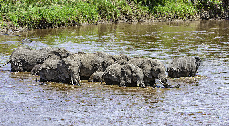 非洲丛林象(Loxodonta africana)，也被称为非洲草原象。肯尼亚马赛马拉国家保护区。在马拉河洗澡喝酒。